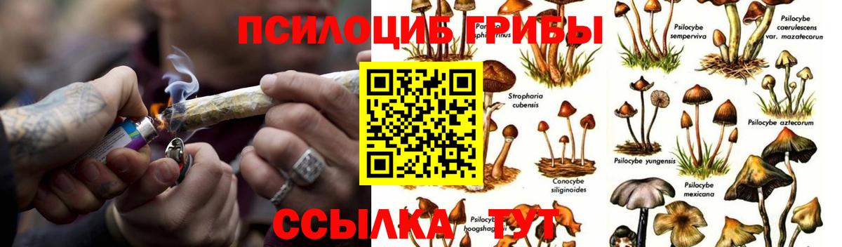 Псилоцибиновые грибы мицелий Новодвинск